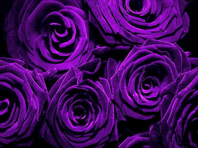 Roses in purple, flowers, roses, purple, bunch, HD wallpaper