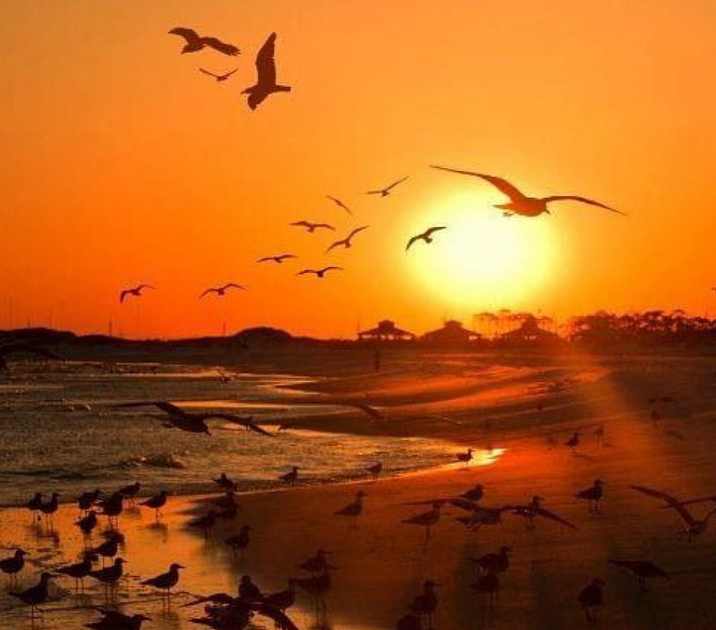 Seagulls at the Sunset Beach, beach, birds, nature, sunset, reflection, seagull, HD wallpaper
