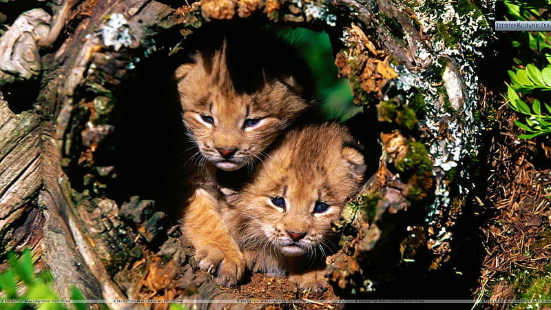 Hide And Seek Canada Lynx, cubs, lynx, hide and seek, canada, HD wallpaper