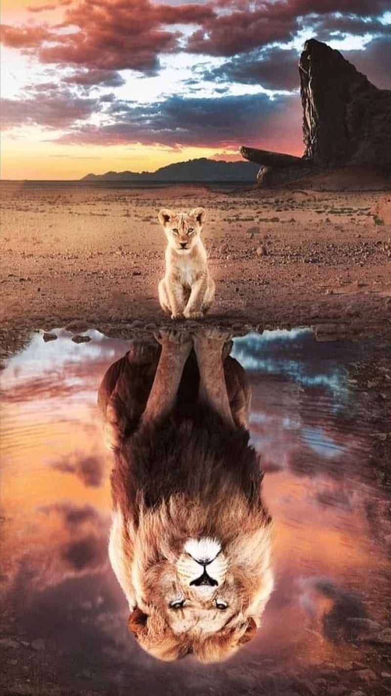 I am the king, animal, cats, desert, king, lion, lions, reflection, wild, HD phone wallpaper