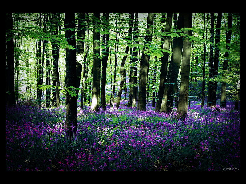 purple carpet, forest, purple, green, plants, flowers, trees, HD wallpaper