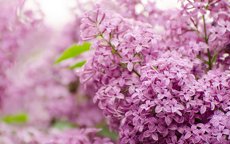 lilac, purple flowers, spring flowers, background with lilacs, beautiful flowers, HD wallpaper