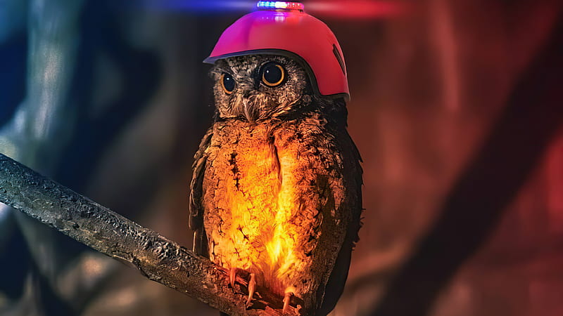 Cop Owl , owl, birds, artist, artwork, digital-art, HD wallpaper