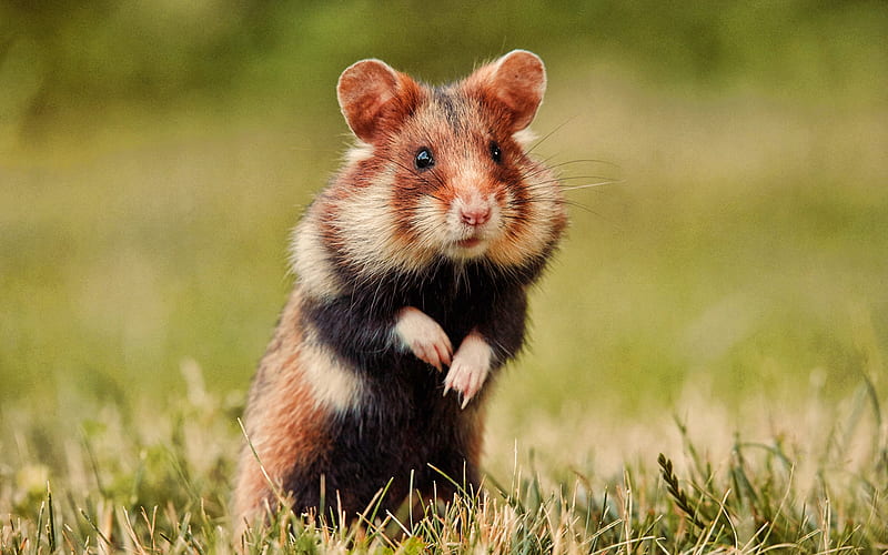 Hamster, close-up, bokeh, rodent, cute animals, hamster on a walk, HD wallpaper