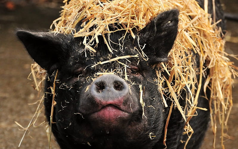 black pig, farm, cute animals, pigs, HD wallpaper