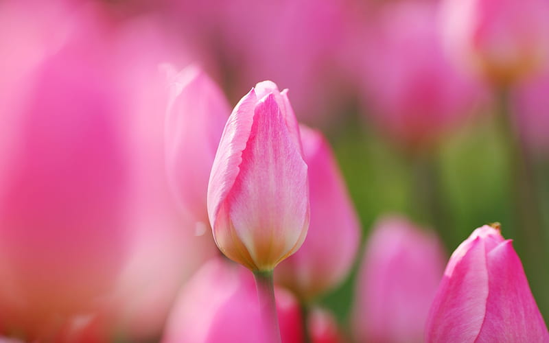 Pink tulip flower petals-Plants Macro, HD wallpaper