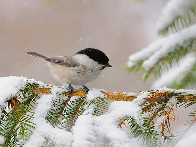 Winter songs, pine needles, bird, chickadee, snow, small, winter, HD wallpaper