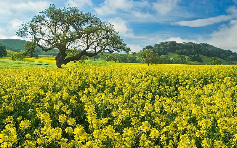 mustard field, tree, sky, mustard, field, HD wallpaper