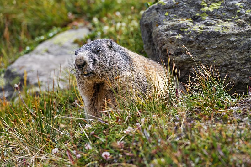 marmot, rodent, wildlife, grass, animal, HD wallpaper