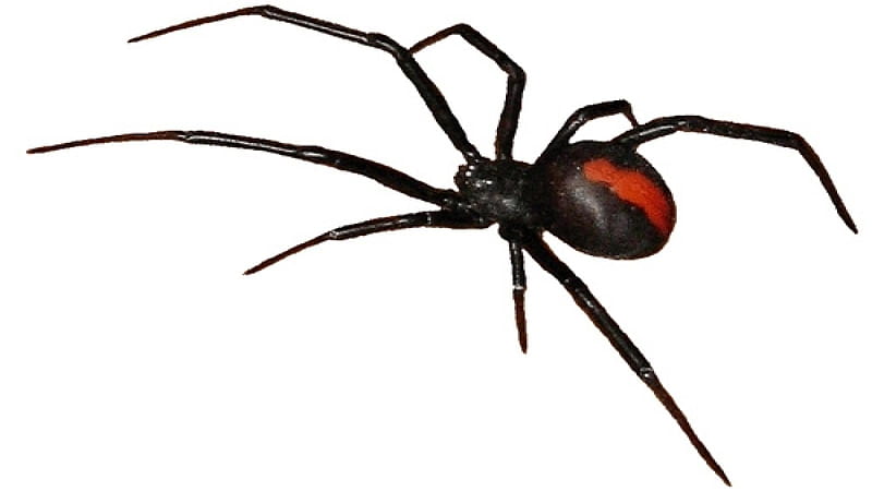 Redback spider, insect, redback, spider, animal, HD wallpaper | Peakpx