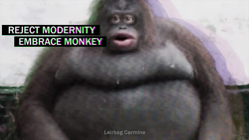Stinky monkey . Reject Modernity, Monkey Meme, HD wallpaper