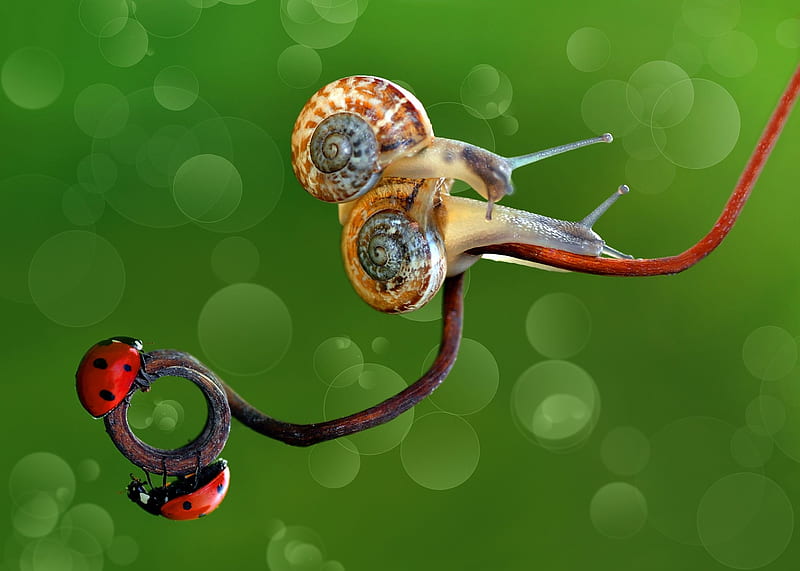 bokeh, melc, snail, lady bug, gargarita, couple, mustafa ozturk, red, orange, insect, HD wallpaper
