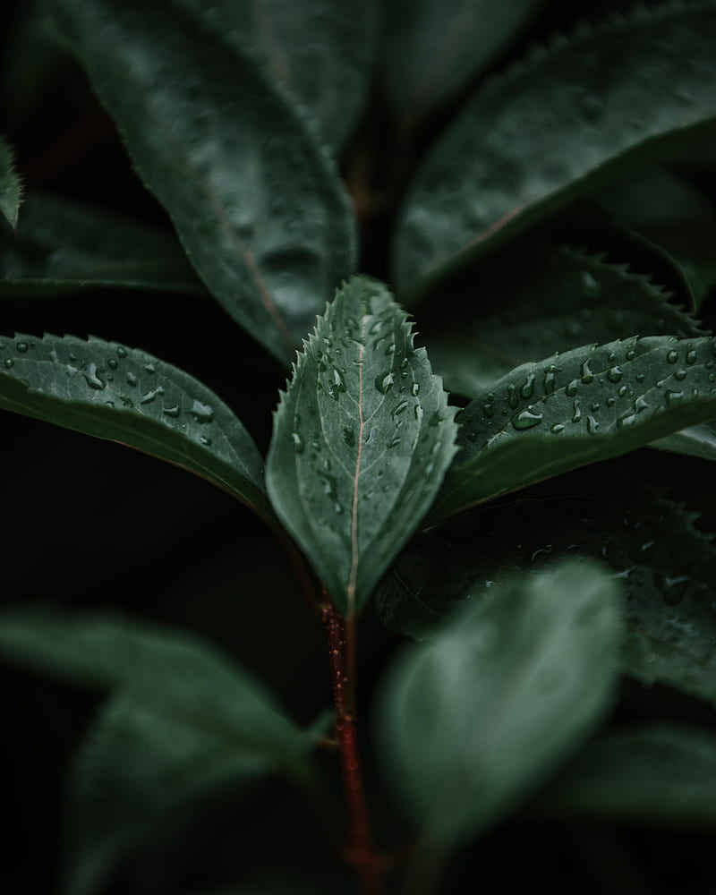 leaves, macro, branch, plant, HD phone wallpaper
