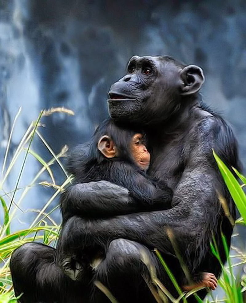 Motherly Love, monkey, chimpanzee, gorilla, together, mother, baby, love, HD phone wallpaper