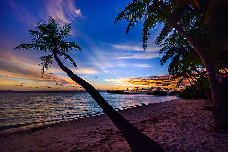 Coconut Trees Beach Clouds, coconut, trees, beach, clouds, sky, nature, HD wallpaper