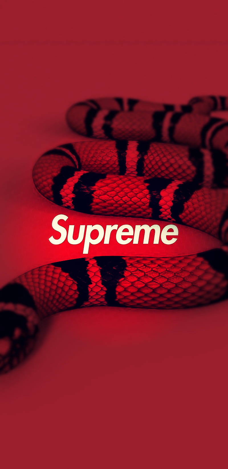 Gucci snake HD wallpapers  Pxfuel