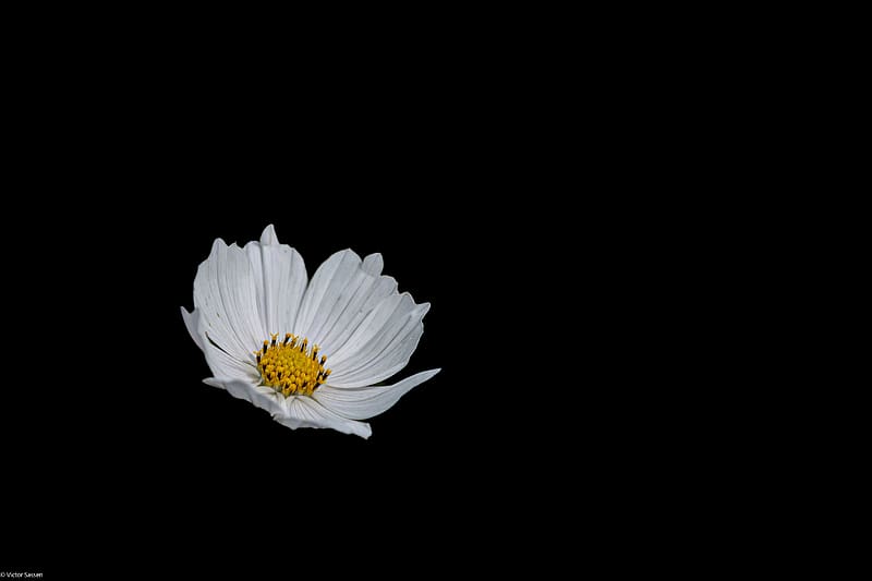 African Daisy, nature, flower, daisy, HD wallpaper