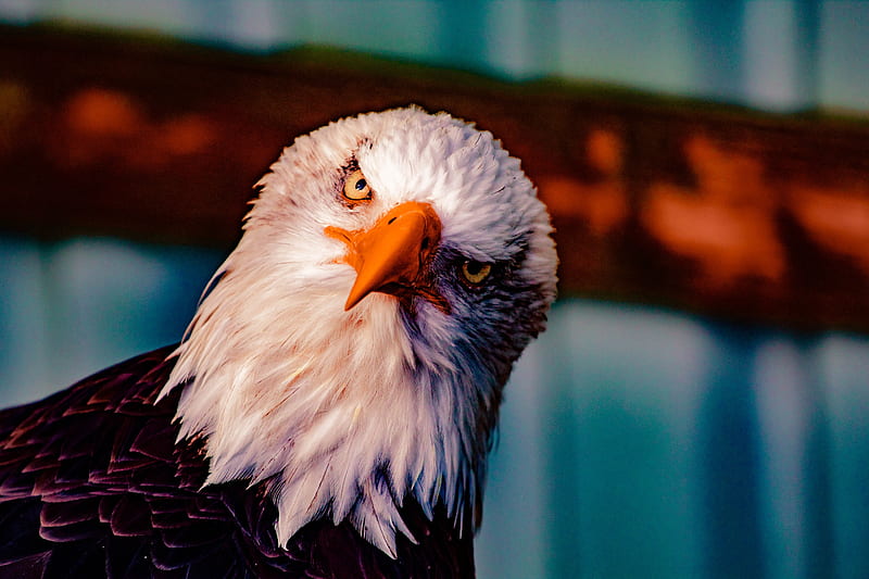 Bald Eagle , bald-eagle, birds, eagle, HD wallpaper