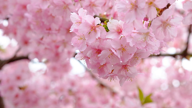 sakura blossom, pink petals, tree, branches, spring, cherry, Flowers, HD wallpaper
