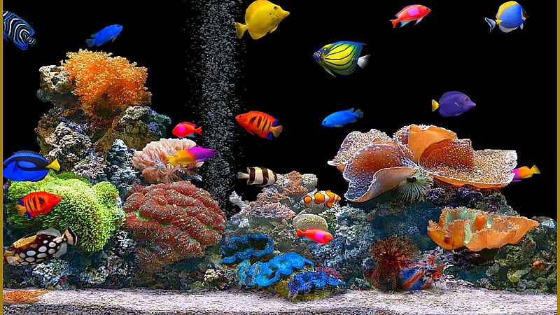 Aquarium, nature, fish, animal, HD wallpaper