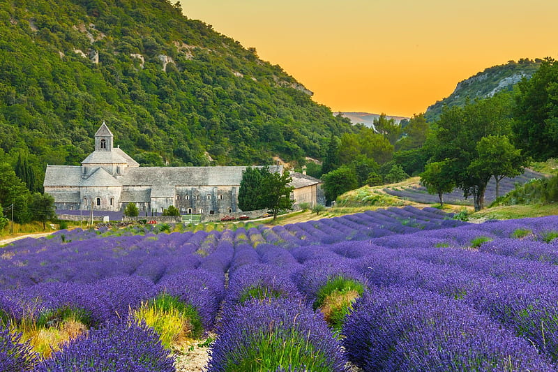 Provence, summer, lavender, blue, field, rural, house, cottage, vara, green, france, HD wallpaper