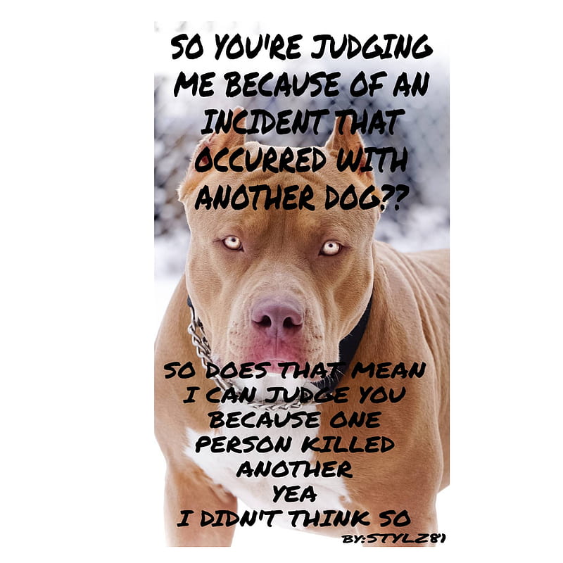 pitbull sayings