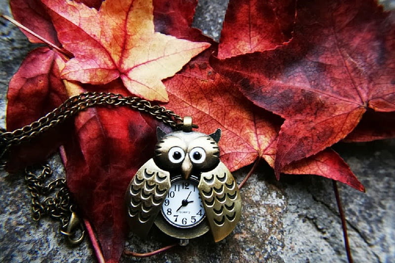 owl time for fall season, owl, fall leaves, autumn, old clock, nature, HD wallpaper