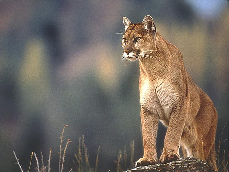 On the lookout, alert, cougar, waiting, hunter, HD wallpaper