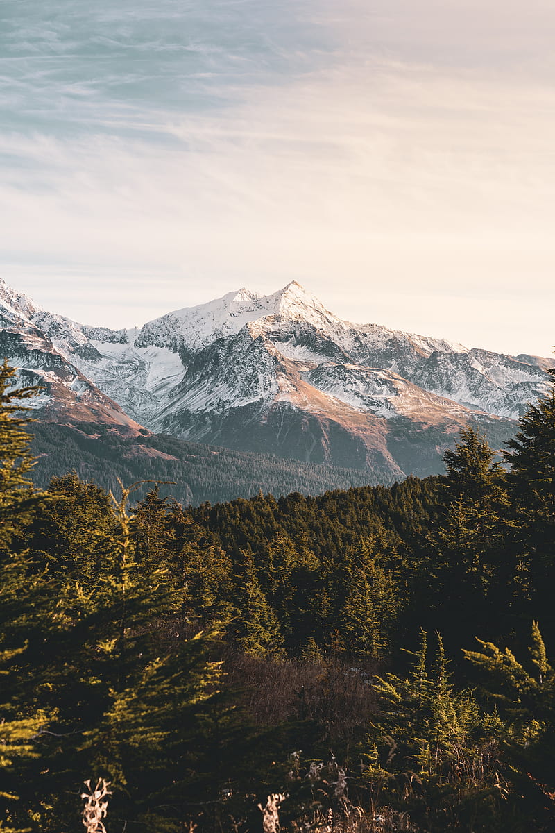 mountains, forest, landscape, peaks, snowy, HD phone wallpaper