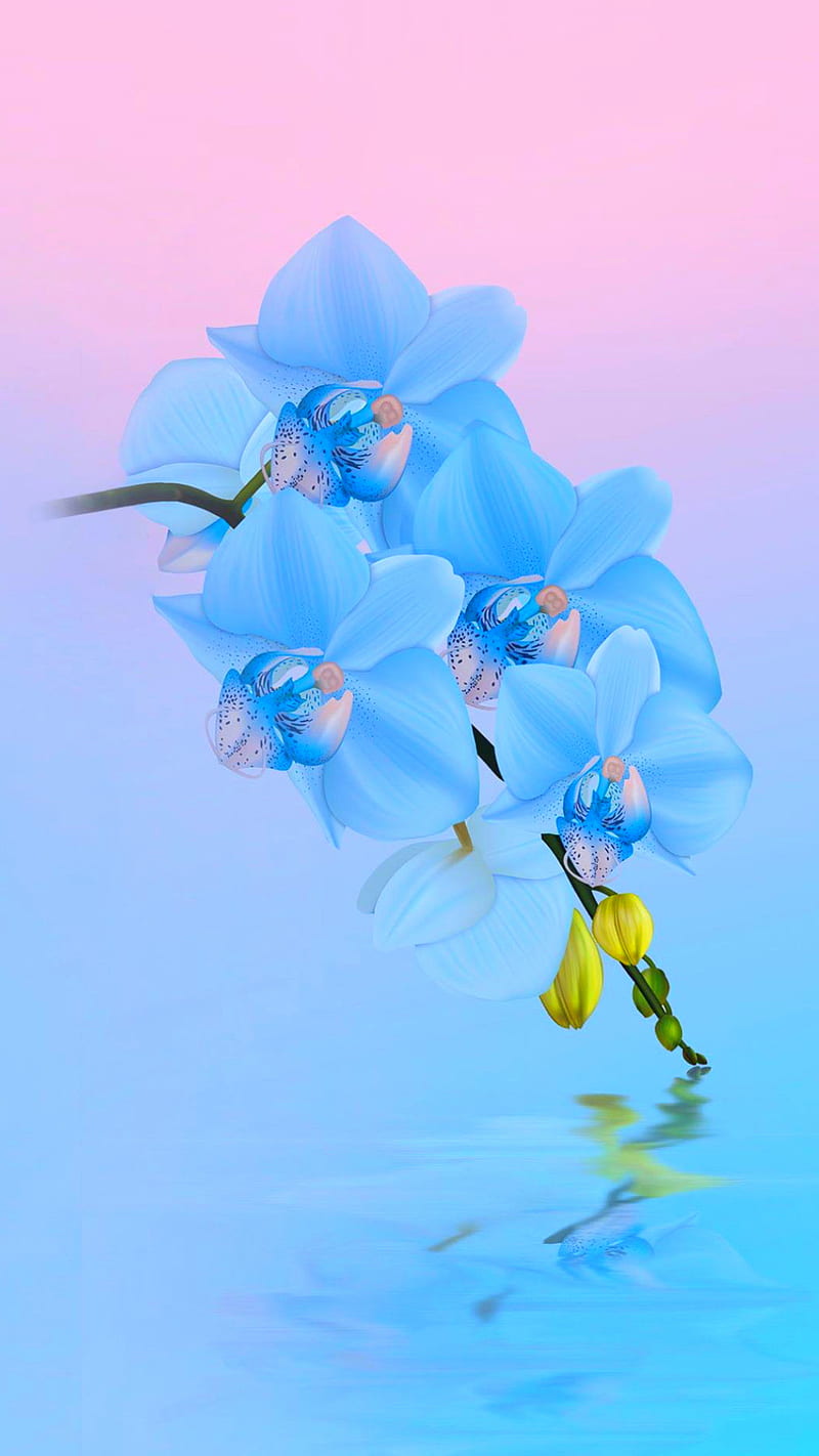 Flowers, blue, orchids, pink, water, HD phone wallpaper