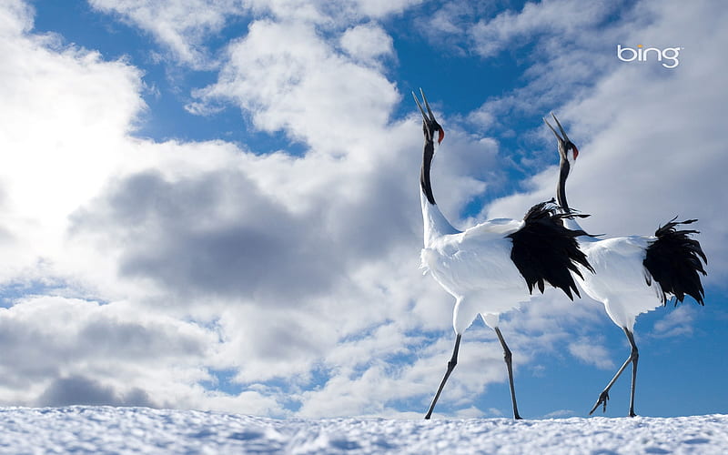 japanese cranes-Birds graphy, HD wallpaper