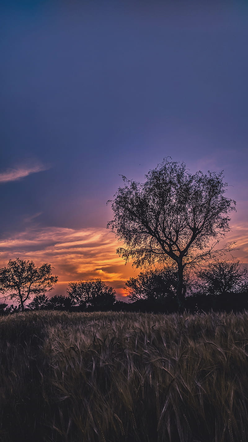 Sunset, best, clouds, farm, sun, sunrise, tree, HD phone wallpaper