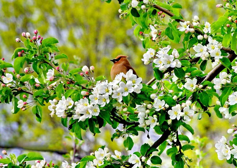 spring flowers and birds