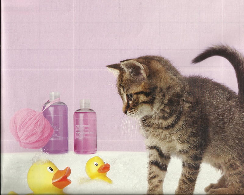 Kitten with rubber ducks, cute, rubber ducks, paws, kitten, HD wallpaper