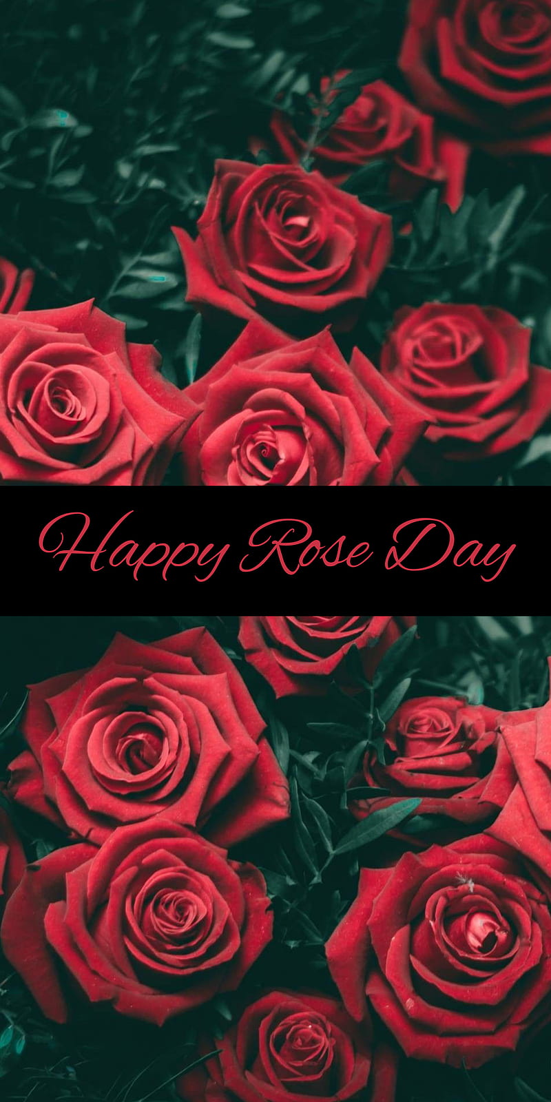 Rose Day, love, flowers, happy rose day, heart, iphone, love, roses,  valentines week, HD phone wallpaper | Peakpx