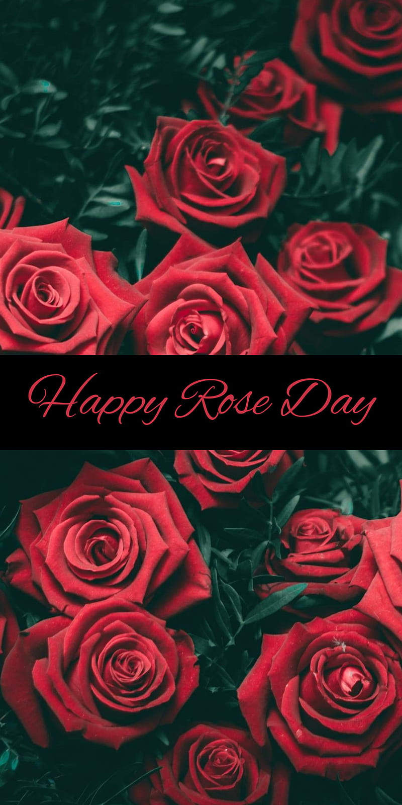 Extensive Collection of 4K Rose Day Images - Over 999+ Stunning Options