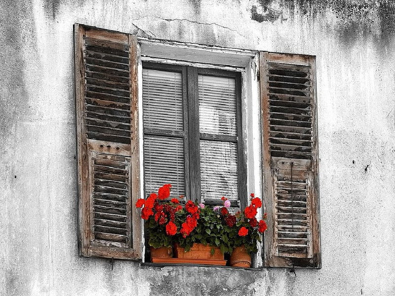 Corte Window with Geraniums Corsica, corsica, window with geraniums, corte, HD wallpaper