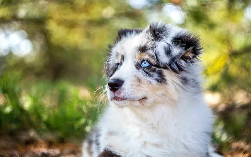 Australian Shepherd, blue eyes, Aussie, bokeh, puppy, pets, dogs, Australian Shepherd Dog, Aussie Dog, HD wallpaper