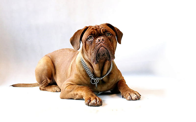 French Mastiff, dogs, Dogue de Bordeaux, HD wallpaper