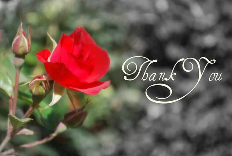 Thank with a Rose, red roses, thank you, flowers, nature, roses, HD wallpaper