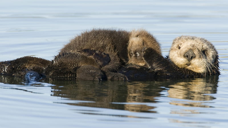Shh ..., floating, sleeping, otters, young, water, whiskers, nature, fur, animals, HD wallpaper