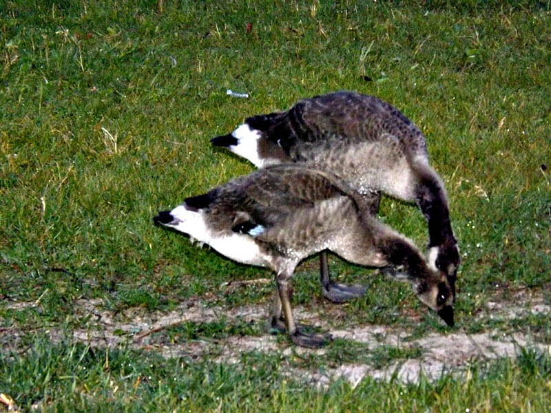 Canadian geese goslings, geese, green, grass, goslings, HD wallpaper