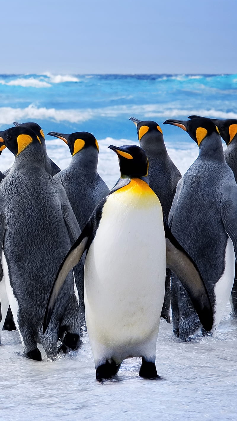 Penguins, bird, ocean, sea, king penguin, HD phone wallpaper | Peakpx