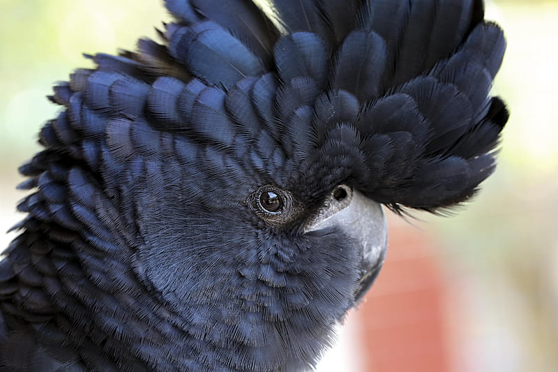 Black cockatoo, black, cockatoo, parrot, bird, pasari, HD wallpaper