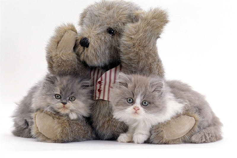 Kittens, cute, paw, toy, teddy bear, cat, kitten, animal, pisica, HD wallpaper