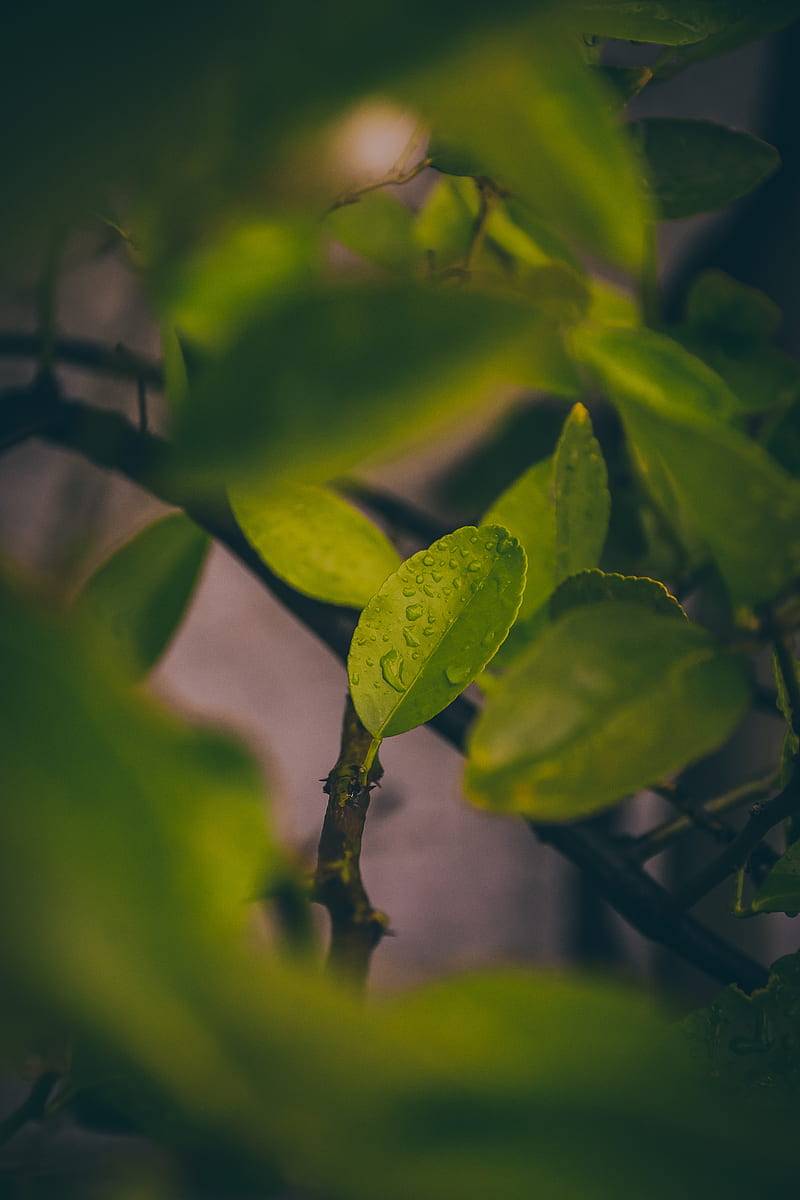leaves, wet, macro, drops, green, HD phone wallpaper