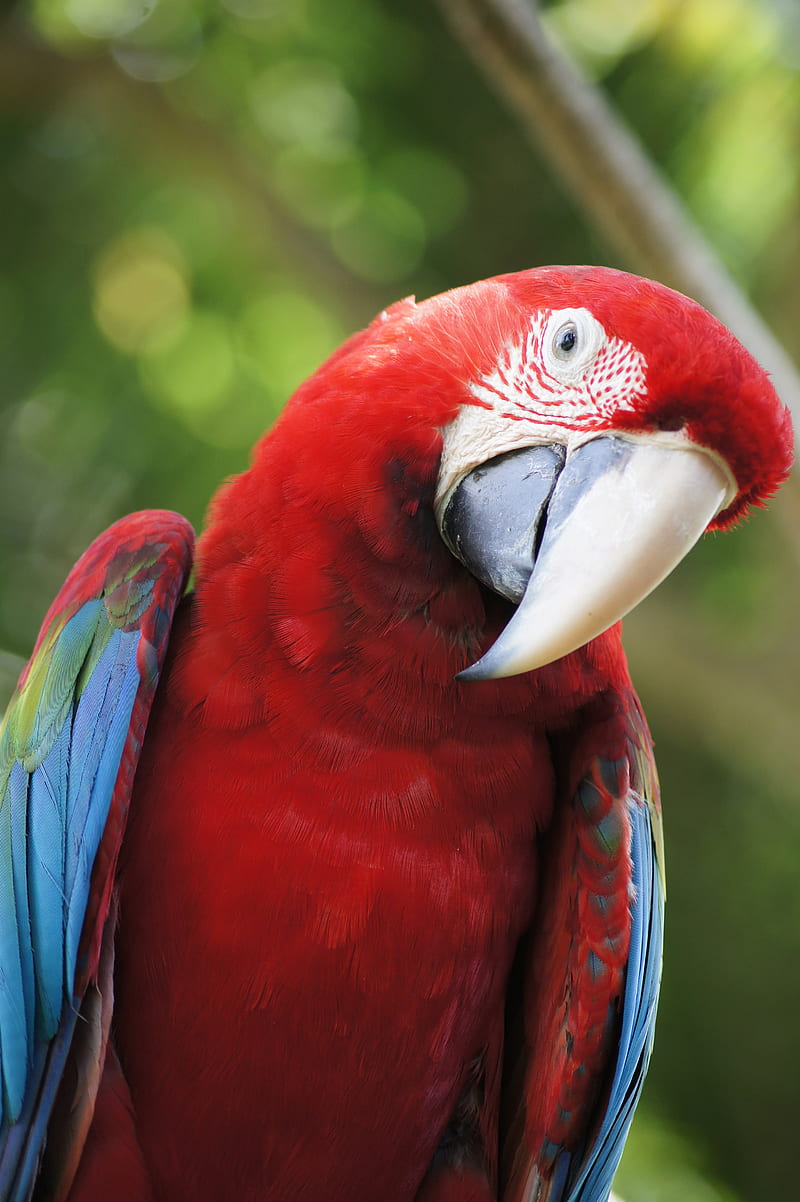 closeup of scarlet macaw, HD phone wallpaper
