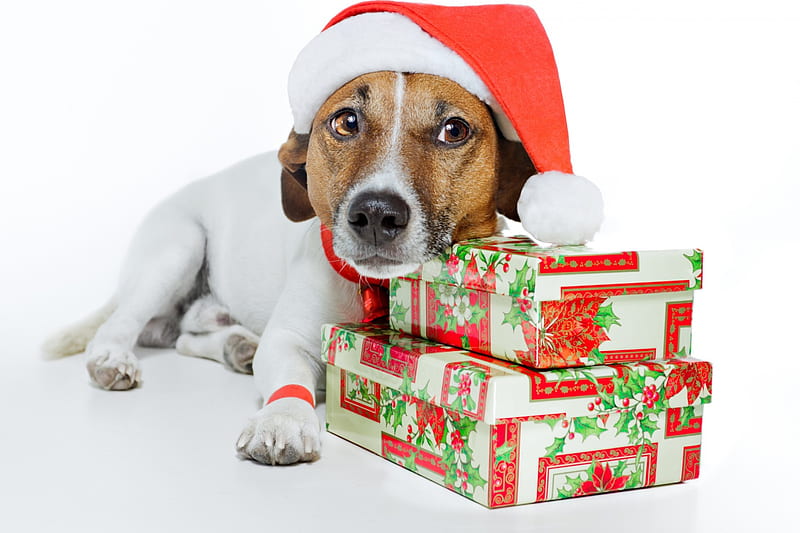 Merry Christmas!, red, craciun, christmas, caine, box, gift, animal, hat, santa, jack russell terrier, funny, white, puppy, dog, HD wallpaper