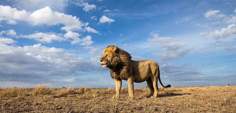 Big Cat Lion, lion, animals, HD wallpaper