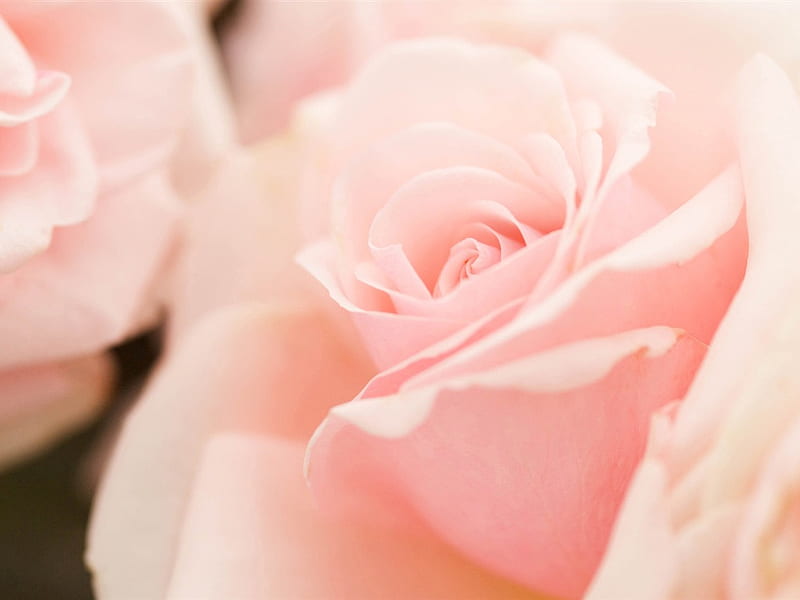 For ForeverSunshine (Anna-Alejandra)..., makro, flowers, roses, soft pink, HD wallpaper